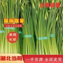 湖北精品白帽蒜薹一手货源大量供应量大从优欢迎来电咨询