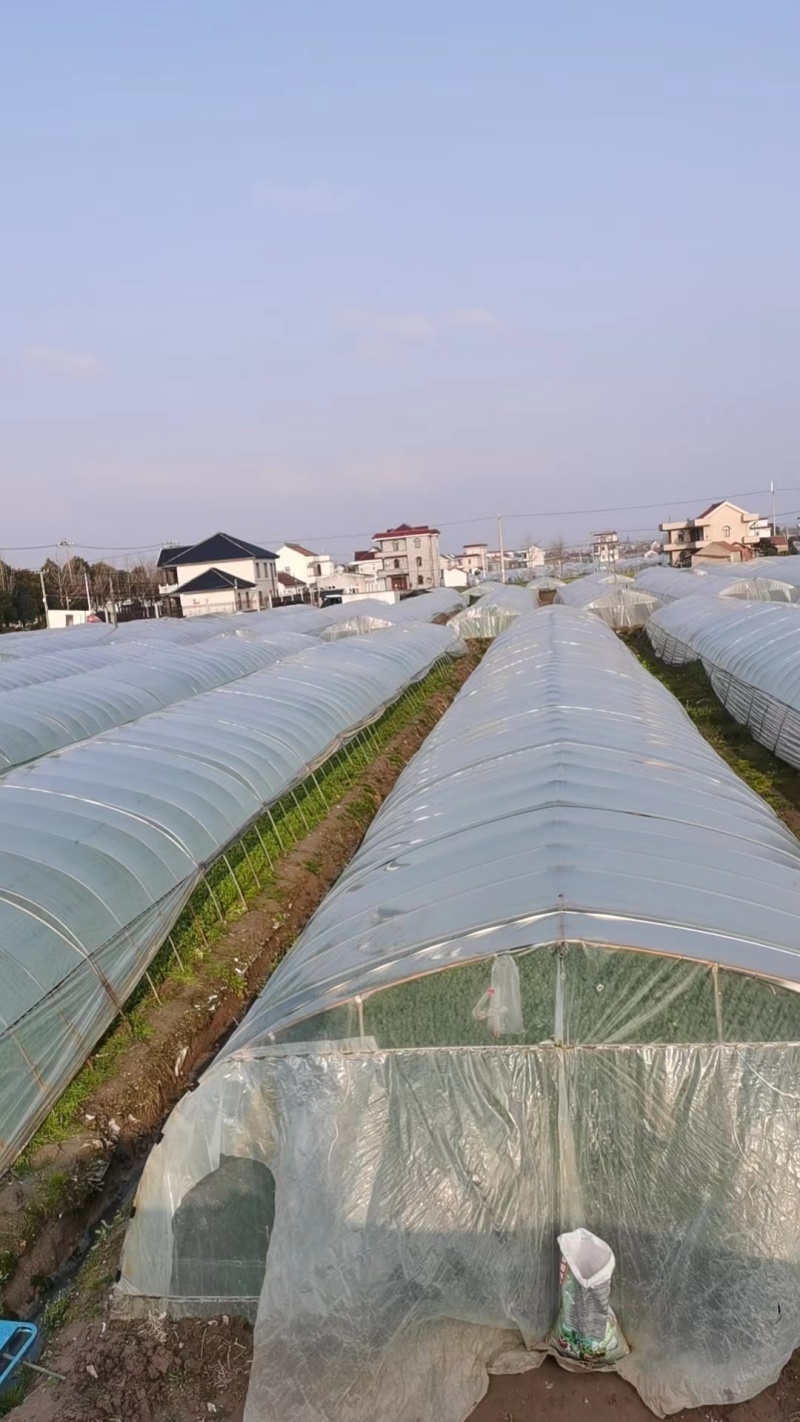 江苏产地直销优选菠菜货量充足价格优惠可视频看货欢迎咨询