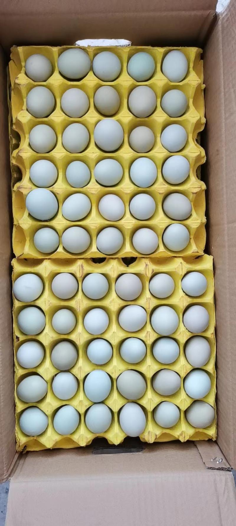 【绿壳鸡蛋】农场直供，电商平台初生蛋，虫草蛋，绿壳蛋