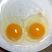 精品鸡蛋虫草蛋初生蛋质量保证，品种纯正，假一赔十