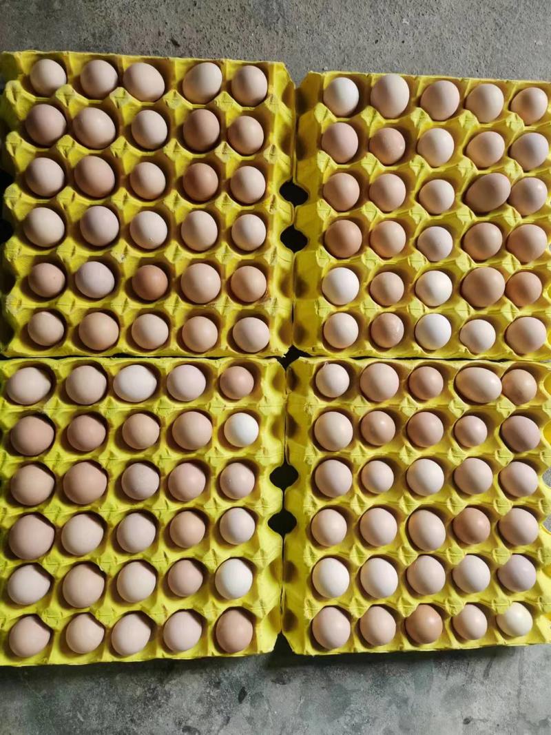 精品鸡蛋虫草蛋初生蛋质量保证，品种纯正，假一赔十