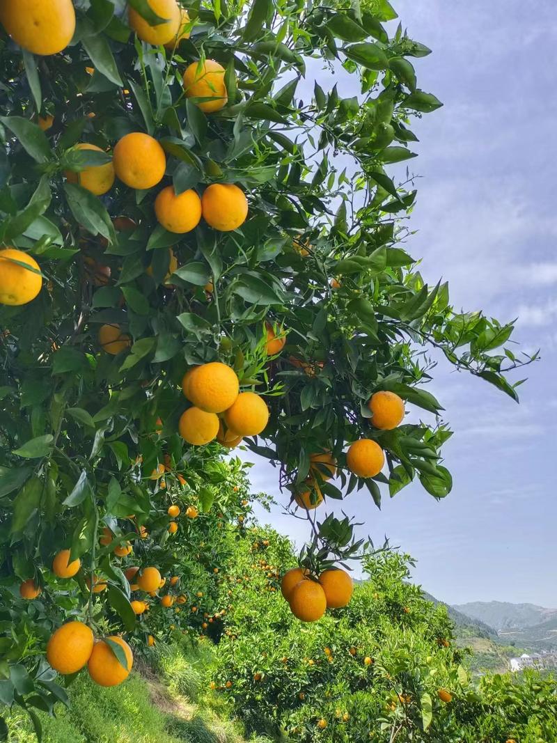 伦晚脐橙秭归脐橙橙子产地直供鲜果