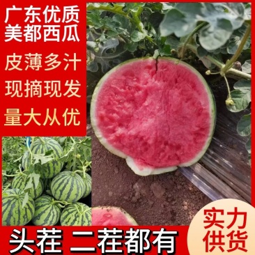 【广东美麒麟西瓜】雷州西瓜现摘现发皮薄多汁对接全国市场