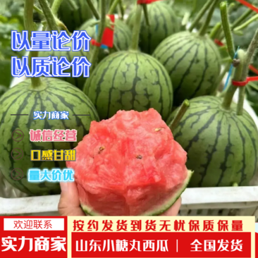 【推荐】潍坊产地小糖丸西瓜产地专业代收团队质量保证