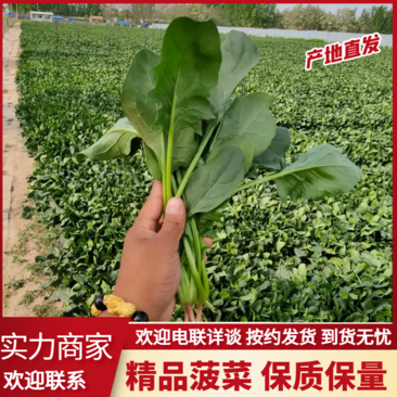 【精选】潍坊小叶菠菜货源充足产地直发代发全国