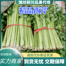 【精品】西芹芹菜口感好粗细度均匀大量供应产地直发发全国