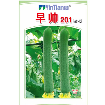 早帅201长肉丝瓜种子早熟瓜条匀直薇皱露地大田种植