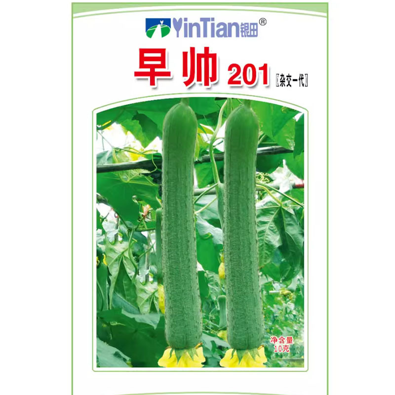 早帅201长肉丝瓜种子早熟瓜条匀直薇皱露地大田种植