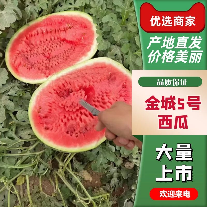[金城5号西瓜批发]新疆吐鲁番高昌区西瓜 0.30元/斤新疆西瓜 _ 一亩田