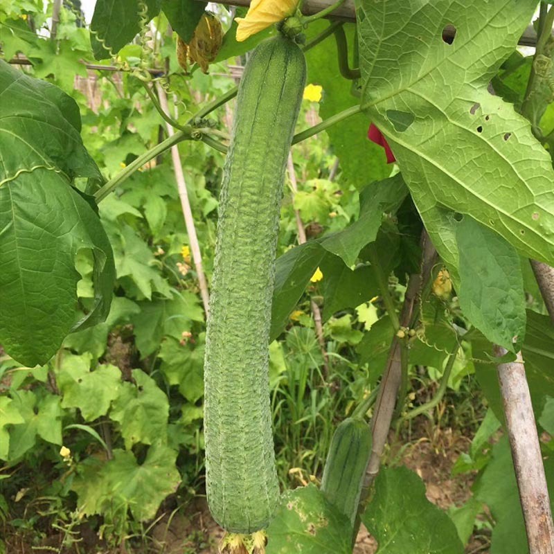 早帅201长肉丝瓜种子早熟瓜条匀直薇皱露地大田种植