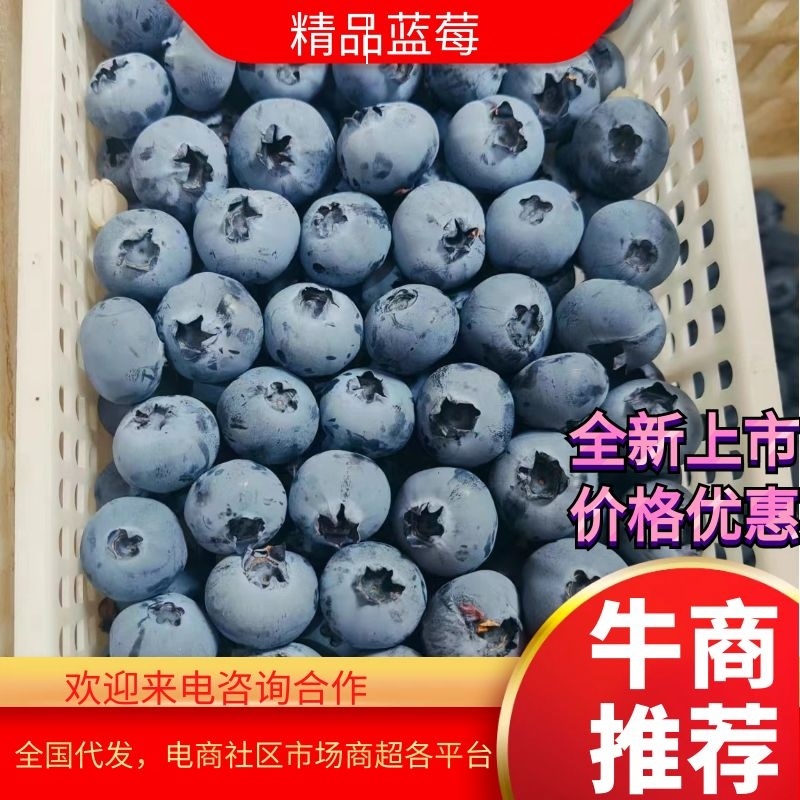 【精品辽宁蓝莓】全新上市可对接商超，电商，社区团购价优