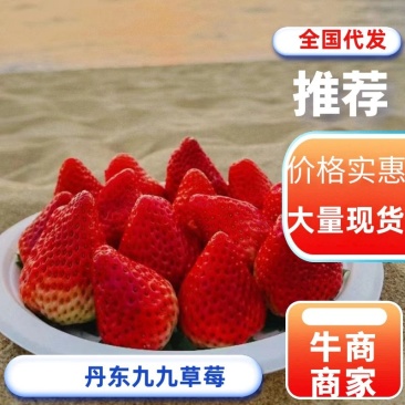 【精品丹东九九草莓】现摘现发团队供应代发价优