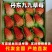 精选丹东九九草莓产地种植大量上市货发全国量大从优