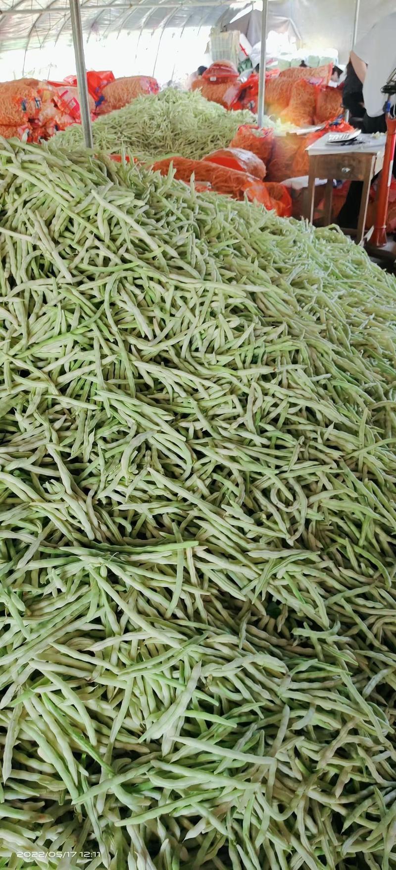 【热卖】九粒白芸豆货量大产地直发对接全国市场品质保证