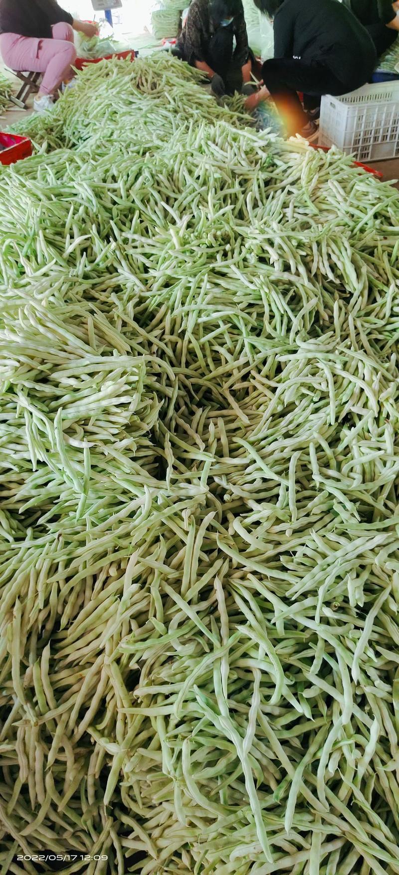 【热卖】九粒白芸豆货量大产地直发对接全国市场品质保证