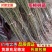毛桃树苗，实生苗，稼接花卉用苗，根系好，成活率高，