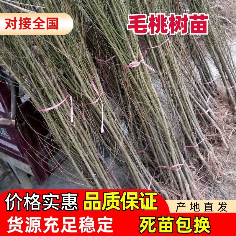 毛桃树苗，实生苗，稼接花卉用苗，根系好，成活率高，