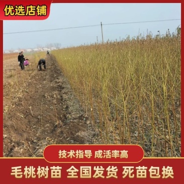 桃树苗，黄金蜜系列，突围，中桃五，黄桃系列，全国包邮