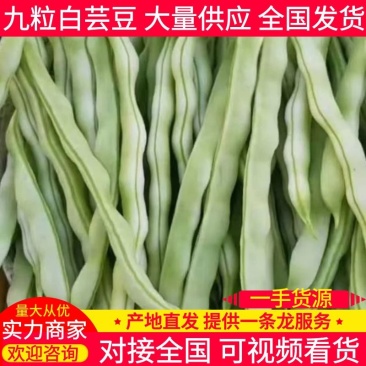 【热卖】九粒白芸豆货量大产地直发对接全国市场品质保证