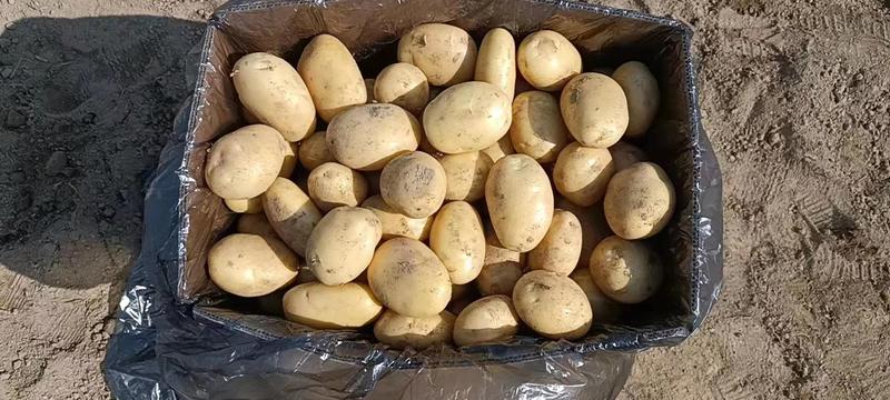 【便宜】黄心土豆优质土豆口感香糯整车发货大量批发