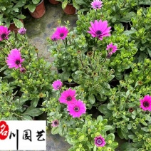 出售精品南非万寿菊成都苗圃基地直销花期长量大优惠