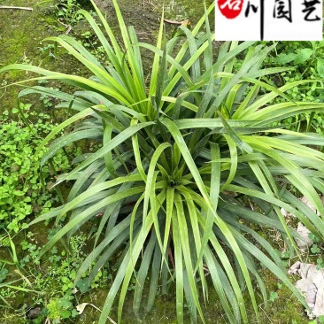 龙舌兰特惠供应成都沙漠景观绿植批发四季常绿量大优惠
