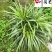 龙舌兰特惠供应成都沙漠景观绿植批发四季常绿量大优惠