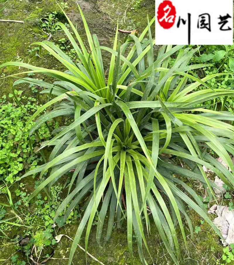 龙舌兰特惠供应成都沙漠景观绿植批发四季常绿量大优惠