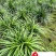 龙舌兰特惠供应成都沙漠景观绿植批发四季常绿量大优惠
