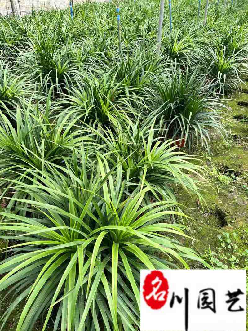 龙舌兰特惠供应成都沙漠景观绿植批发四季常绿量大优惠