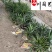 龙舌兰特惠供应成都沙漠景观绿植批发四季常绿量大优惠