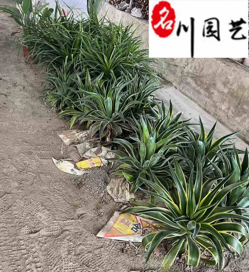 龙舌兰特惠供应成都沙漠景观绿植批发四季常绿量大优惠
