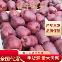 【热销】甘肃天水拉长花牛苹果，蛇果品质保证，价格优惠