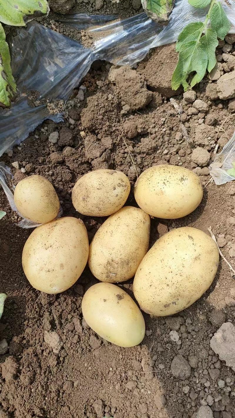 【精品】黄心土豆现挖下现发量大价优可视频验货