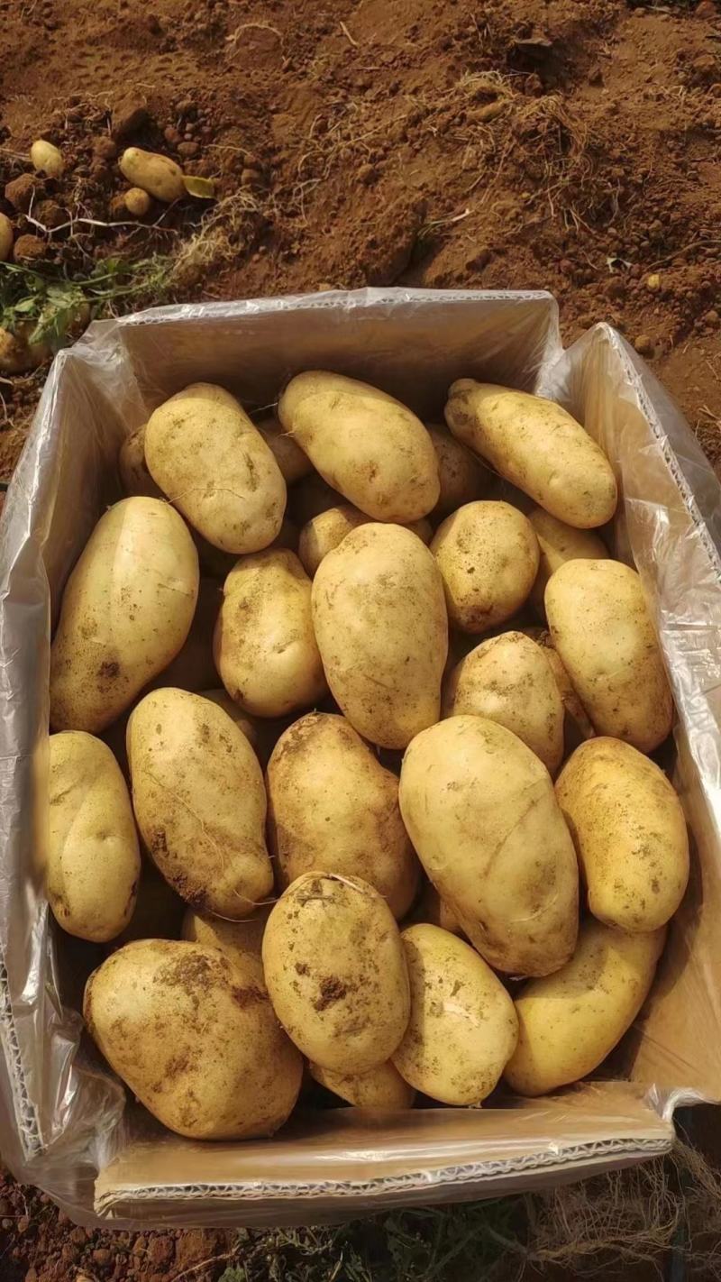 湖北黄心土豆基地直发大量供应按等级分拣整车待发