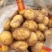 湖北黄心土豆基地直发大量供应按等级分拣整车待发
