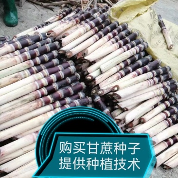 广西柳州黑皮甘蔗苗5至8芽，货源充足发芽率高品质有保证