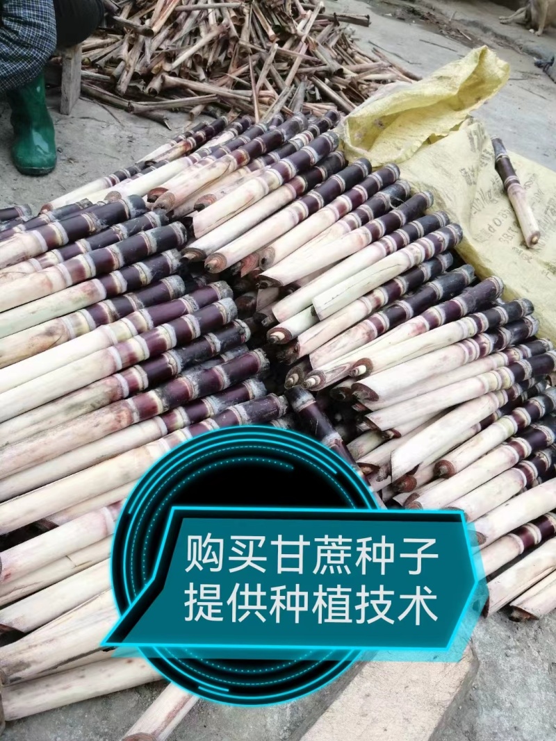广西柳州黑皮甘蔗苗5至8芽，货源充足发芽率高品质有保证
