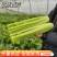 【西芹】河南精品西芹可视频看货货优价低全国发货