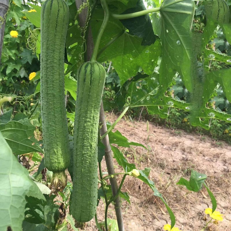长福406丝瓜种子早熟一代杂交瓜条匀直肉质嫩软味微甜抗性