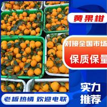 【牛商推荐】汉源精选黄果柑产地直发大量供应诚信经营