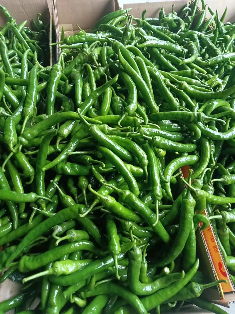 广西陇椒鲜辣椒大量有货，是市场，电商平台，超市，价格便宜