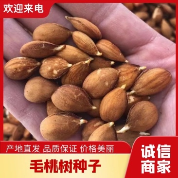 【鲜种子】毛桃树种子，桃仁，桃芽苗，真空包装，出芽率高