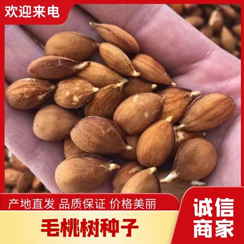 【鲜种子】毛桃树种子，桃仁，桃芽苗，真空包装，出芽率高