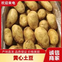 黄心土豆新鲜精品土豆基地直发一手货源品种齐全