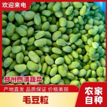 江苏冻毛豆粒高品质诚信经营全国发货可视频欢迎咨询