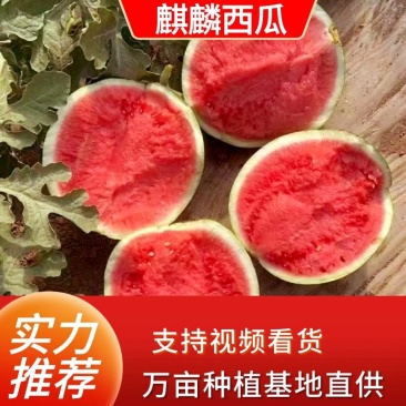 广东雷州西瓜现采现发量大从优一手货源