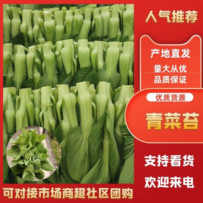 精品青菜苔，精品菜心，实力代办代收，全国发货，质优价廉