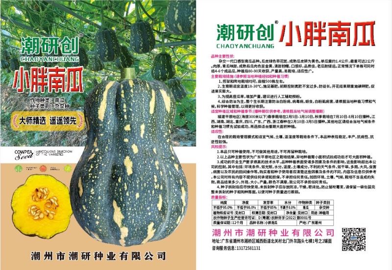 口感型小胖花生南瓜种子