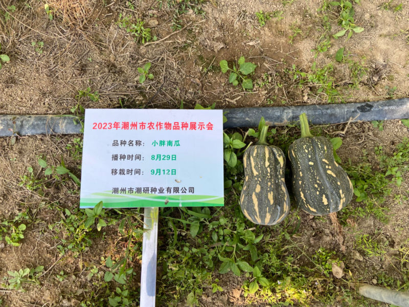 口感型小胖花生南瓜种子
